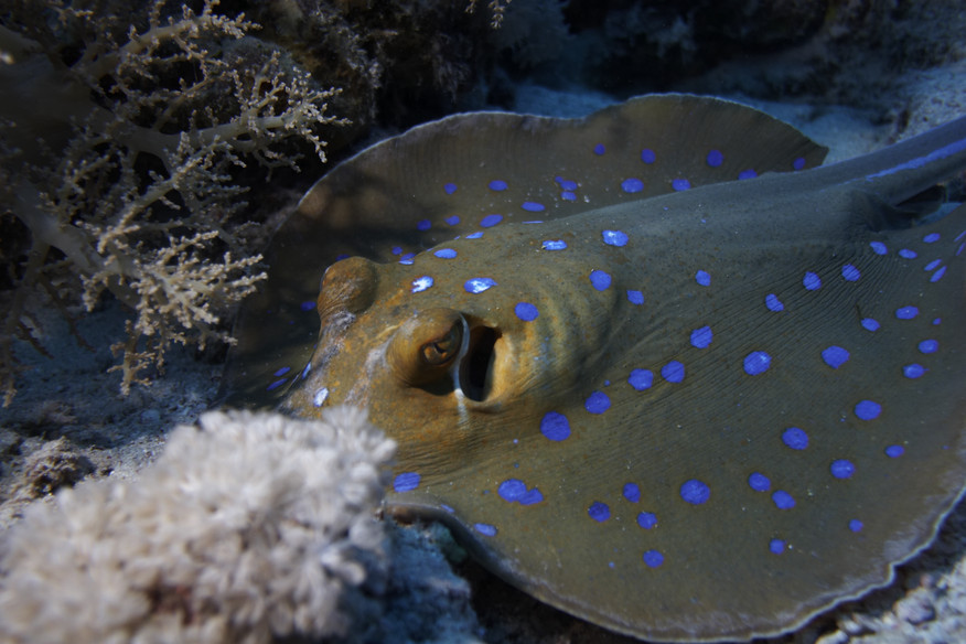 Blue spotted sting ray, Ray, Fish